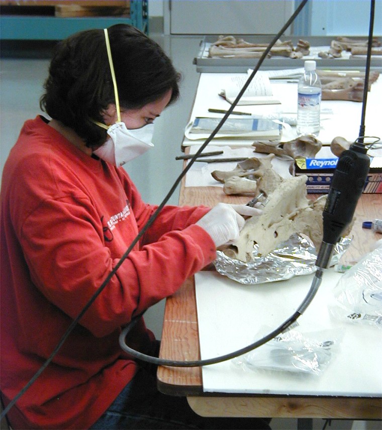 Extracting ancient mitochondrial DNA from a bison bone.