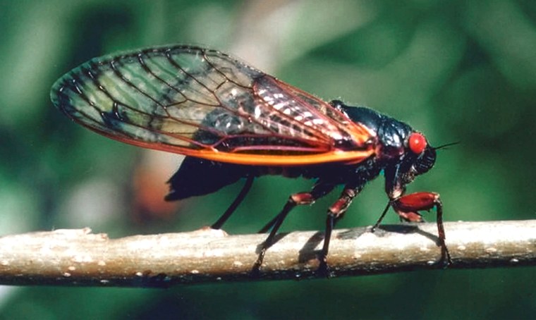In this photo, taken during an earlier outbreak, a female cicada lays eggs.