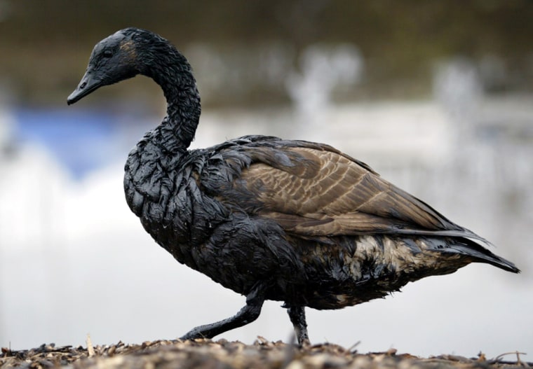 A Canada Goose, covered with crude oil, walks along the banks of the Delaware River near Essignton Pa., Sunday, Nov. 28, 2004. On Friday the Athos I tanker spilled 30,000 gallons of heavy crude oil into the Delaware River between Philadelphia and southern New Jersey. (AP Photo/Joseph Kaczmarek)