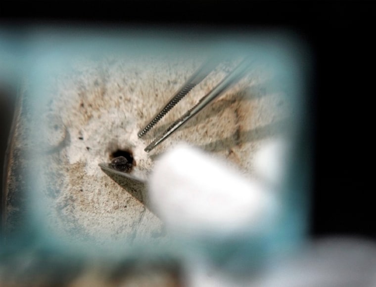 An art conservation expert extracts a moth from a wood carving