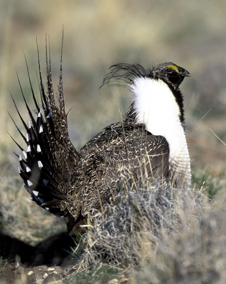 The sage grouse population has fallen to around 142,000 from a high estimated at up to 16 million.