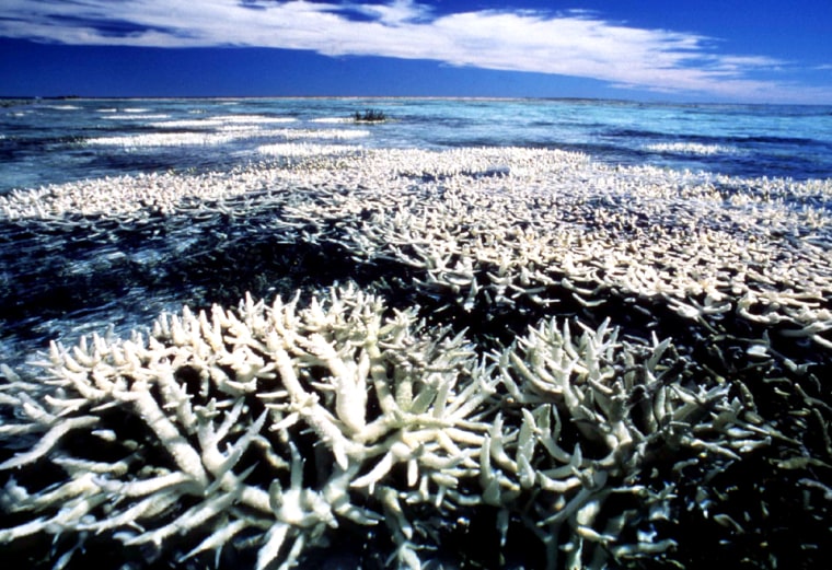 File photo of ailing coral reef in Australia