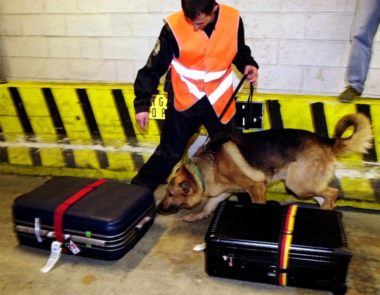 A security agent and his sniffer dog check luggage at Charles de Gaulle Airport, outside Paris, in this March 2003 photo. French authorities remained stumped and embarrassed four days after police at the airport slipped plastic explosives into a random passenger bag as part of an exercise, then lost the bag. 
