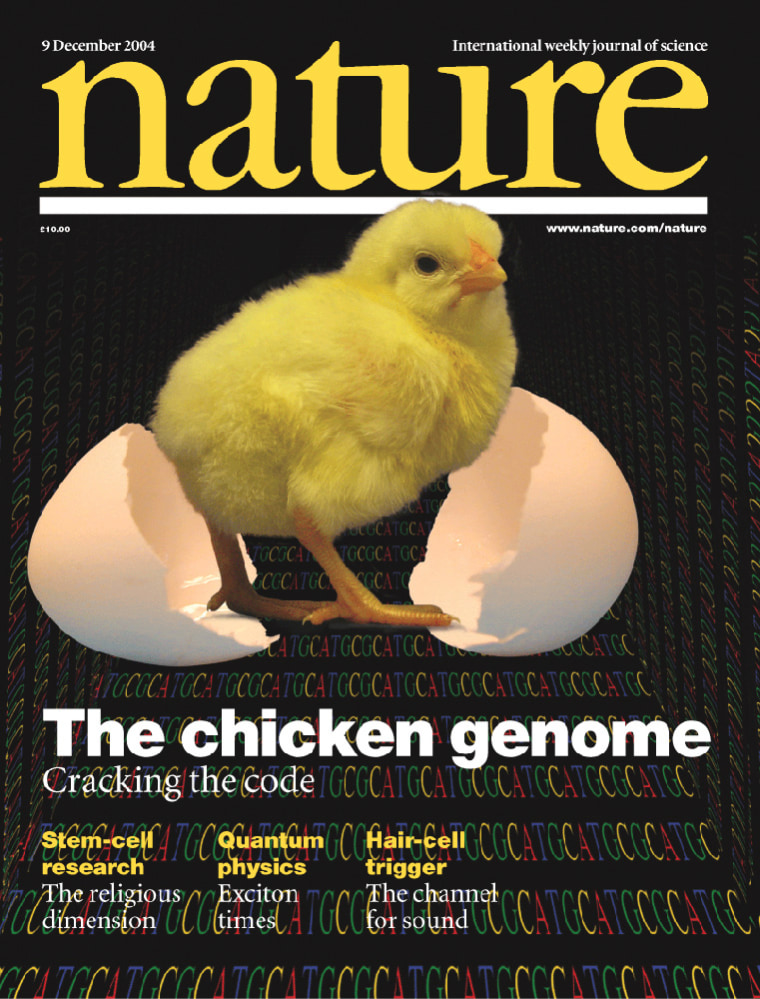 The analysis of the chicken's genetic code serves as the cover story for the journal Nature. Scientists looked specifically at the genes for the red jungle fowl, a progenitor of domesticated chickens.