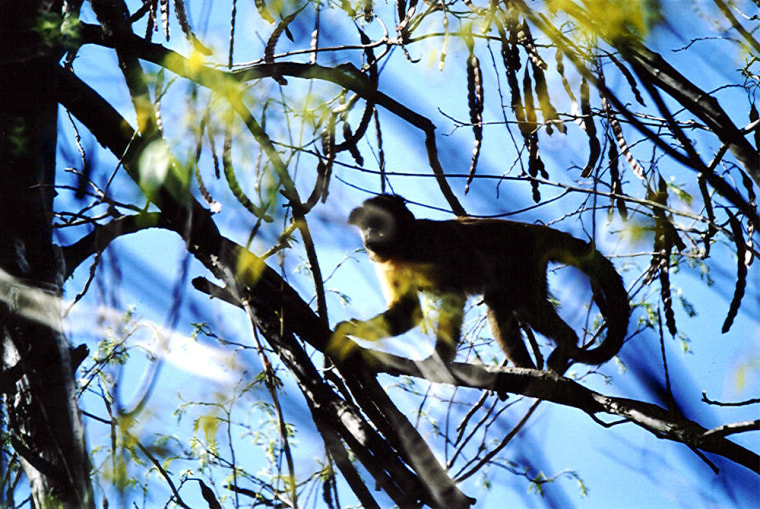A Brazilian male capuchin monkey scampers through tree branches. 