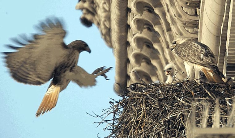 Celebrated red tailed hawk in New York gets professional design help reclaiming his nest