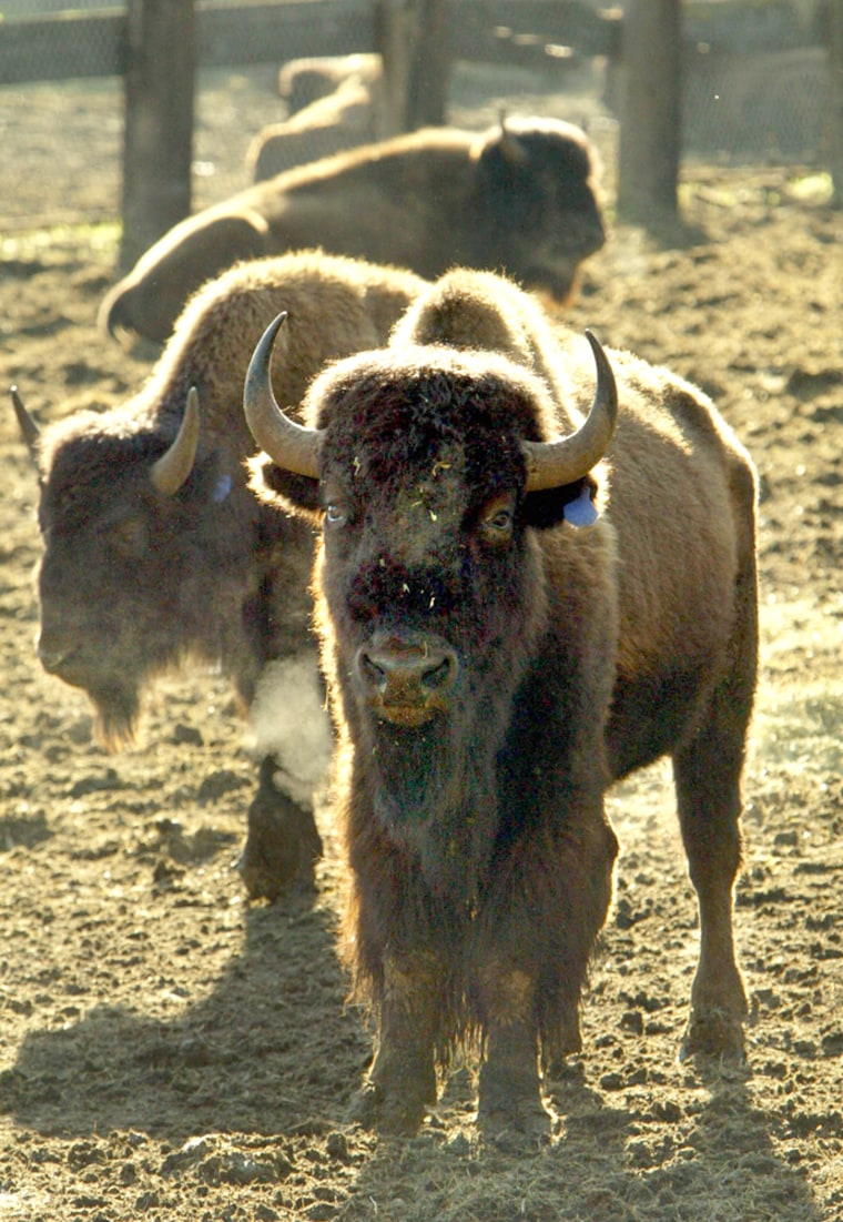 A portion of a herd of buffalo sit idle moments before they're moved into two trailers on the Catalina Island Wednesday, Dec. 15, 2004, in Avalon, Calif. The bufallo will be repatriated to American Indians in South Dakota. (AP Photo/Ric Francis)