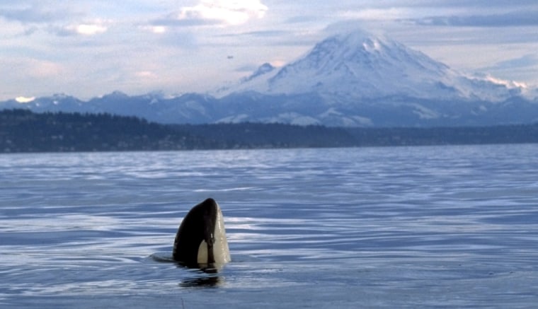 A female killer whale spy-hops in Puget Sound with Mount Rainier in the background in this 2002 photo.