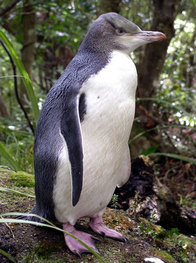 A mystery disease is killing off yellow-eyed penguin chicks, shown here in an undated handout picture