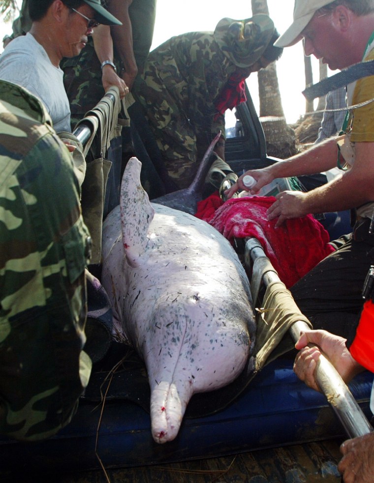 A rescue team prepares to release trapped rare dolphin into the sea in Phuket, Thailand