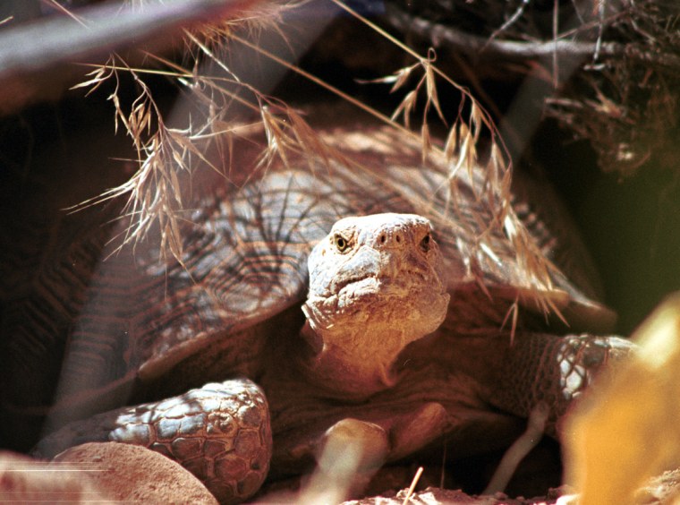 An endangered species, the desert tortoise is at the center of a battle in three Southern California counties.