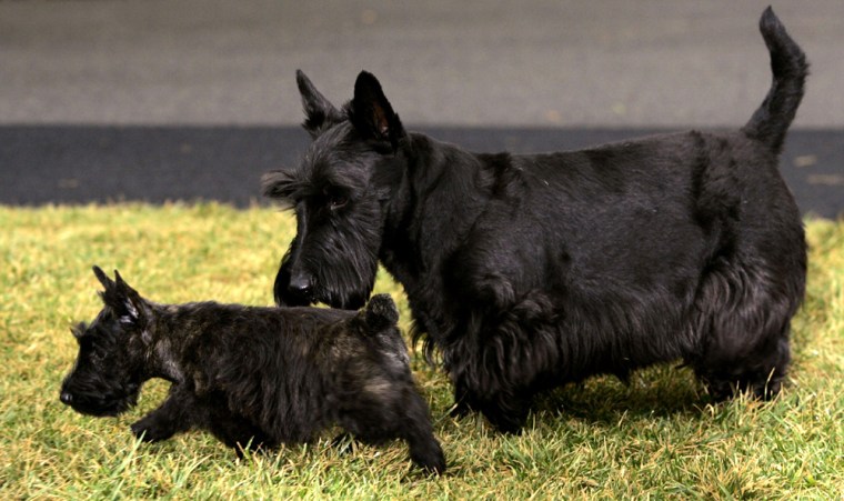 Terrier house cheap