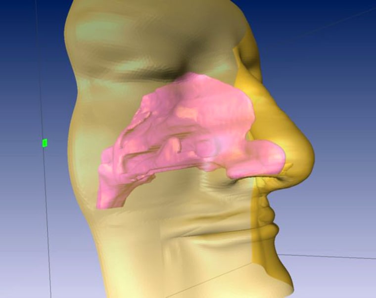 A computer-generated graphic shows how far back one nasal cavity can go. Scientists say the cavity has a complex shape that affects how we detect scents.