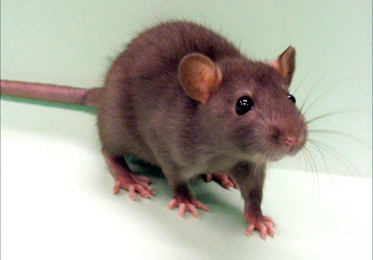 Rat Image 