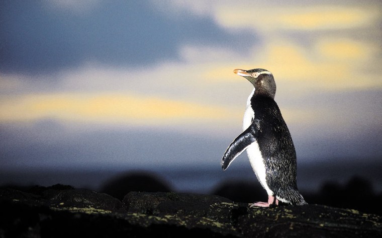 A penguin on the Otago Peninsula