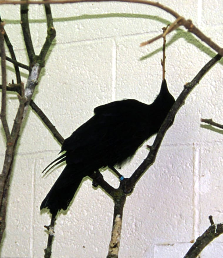 Scientists at Oxford bred four crows in captivity and found each was able to make tools from twigs without being taught.