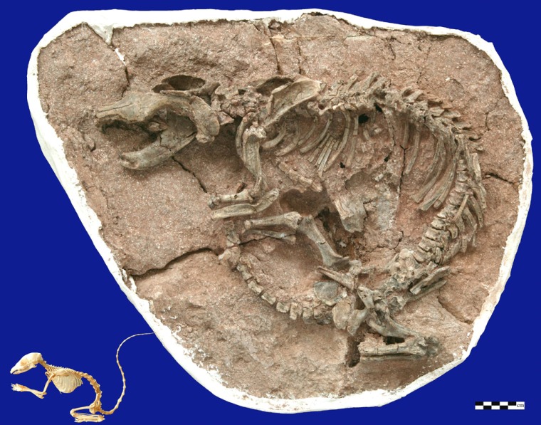 Superdogbones:    Skeleton of Repenomamus giganticus (IVPP V14155, holotype), compared with skeleton of an extant tree shrew (Tupaia glis).
