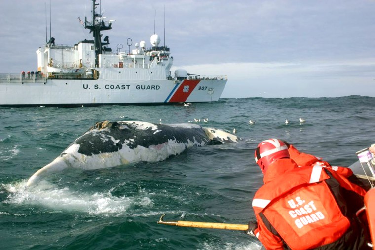 Whale deaths on East Coast trigger alarm