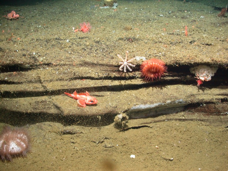 An image from the ROV Tiburon shows deep-sea beach sand and lava that appears to have been sculpted by waves — along a shore now nearly a half-mile (680 meters) below the surface.