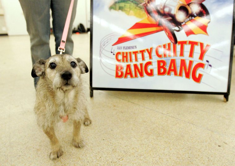 Canine Casting Call For \"Chitty Chitty Bang Bang\"