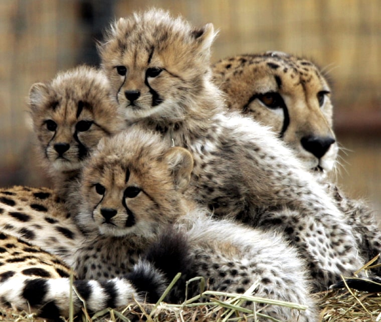 Cheetah cubs make their debut