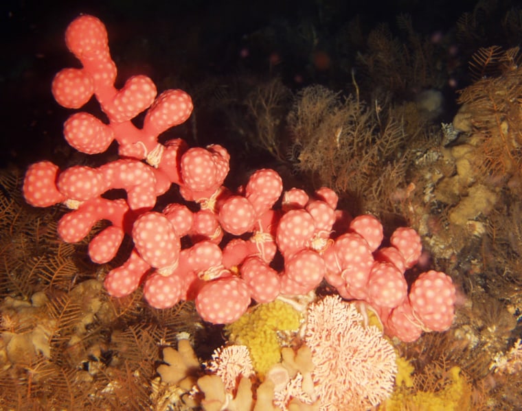 The soon-to-be-protected seas off Alaska's Aleutian Islands are home to species like this bubble gum coral.