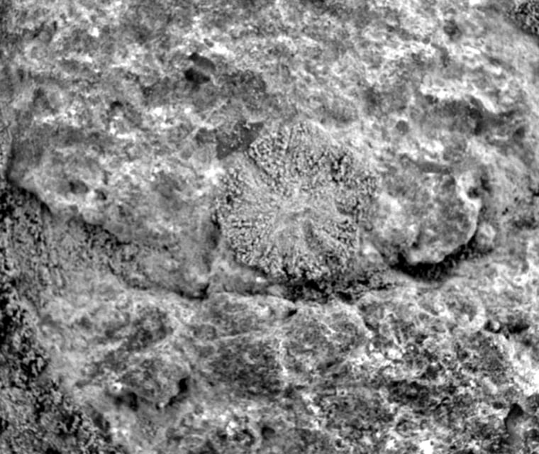 A circular pattern can be seen at the center of this image, made by the Spirit rover's Microscopic Imager. Compare its appearance with the earthly lichen pictured below.