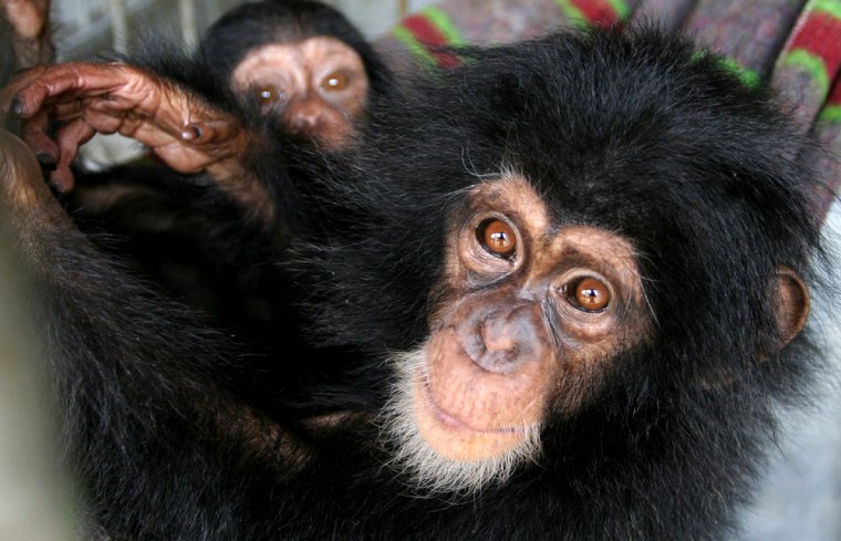Rescued baby chimpanzees play in their cage at the Kenya Wildlife Services headquarters in the Kenya capital Nairobi