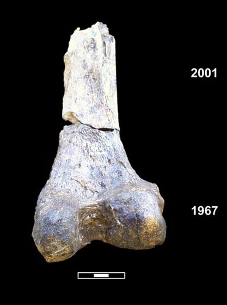 Omo I Distal Femur (upper bone in knee joint).jpg Two pieces of a femur -- the leg bone immediately above the knee -- from an early human known as Omo I. Both pieces were found in Ethiopia's Kibish formation. The bottom piece was found in 1967, when scientists believed it was 130,000 years old. The top piece was found in 2001 as part of a study published in the Feb. 17, 2005 issue of the journal Nature. In the study, scientists from the University of Utah and elsewhere say Omo I actually lived about 195,000 years ago -- the earliest known member of our species Homo sapiens.