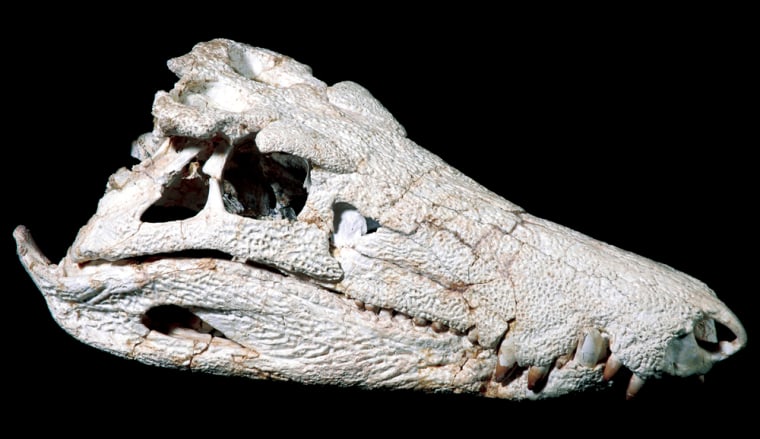 The skull of a fossil of a prehistoric crocodile appears in this picture from the Federal University of Rio de Janeiro. Uberabasuchus lived 70 million years ago and was smaller than today's crocodiles -- only about 10 feet long.