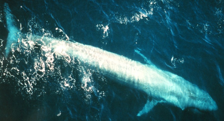 A blue whale swims near the surface in the eastern tropical Pacific Ocean. Low-frequency whale songs can travel hundreds or thousands of miles.