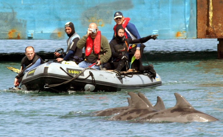 Israeli police officers and divers looks at a group of dolphins in Haifa harbor on Tuesday.