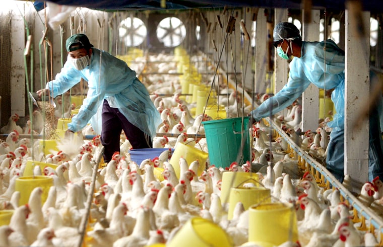 Vietnamese workers in protective clothing feed chickens at a poultry farm in the outskirts of Ho Chi Minh City