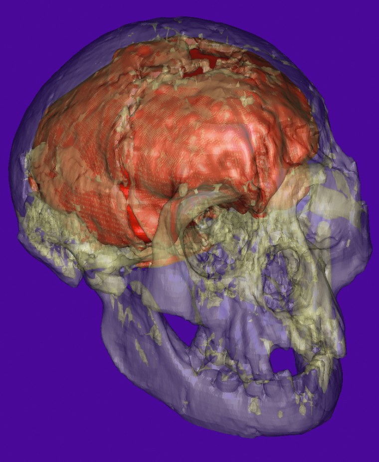 A 3-D virtual image of the "Hobbit" skull found in Indonesia shows the presumed shape of the brain in red. The team behind the research says the shape indicates that the "Hobbit" brain was different from that of a modern human pygmy or a human with abnormal brain growth.