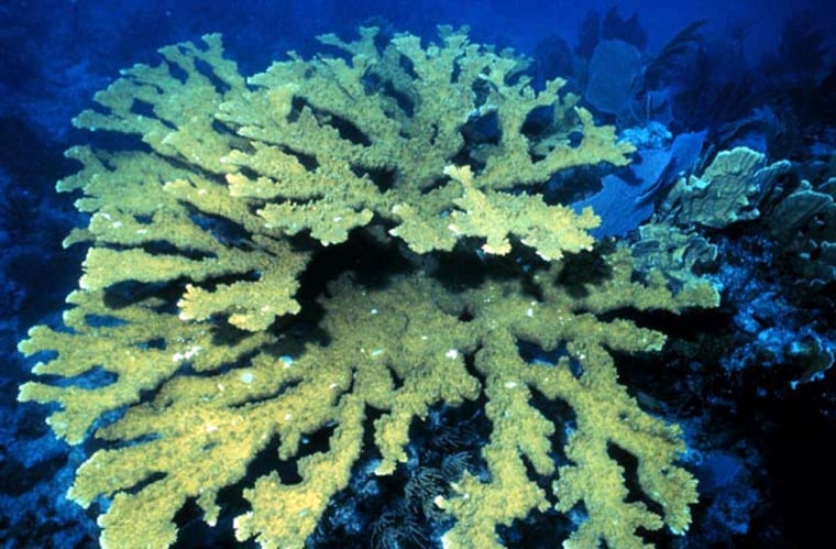 This elkhorn coral was photographed inside the Florida Keys National Marine Sanctuary.