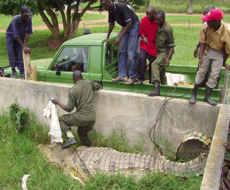 An official from the Ugandan Wildlife Authority (UWA) steps over crocodile at a farm in Buwama