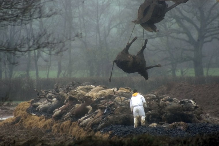 A cattle carcass in the United Kingdom is lowered onto a pyre covered in slaughtered livestock to be burned in 2001 because of a foot-and-mouth disease outbreak.  Millions of cows were killed and the economy was damaged.
