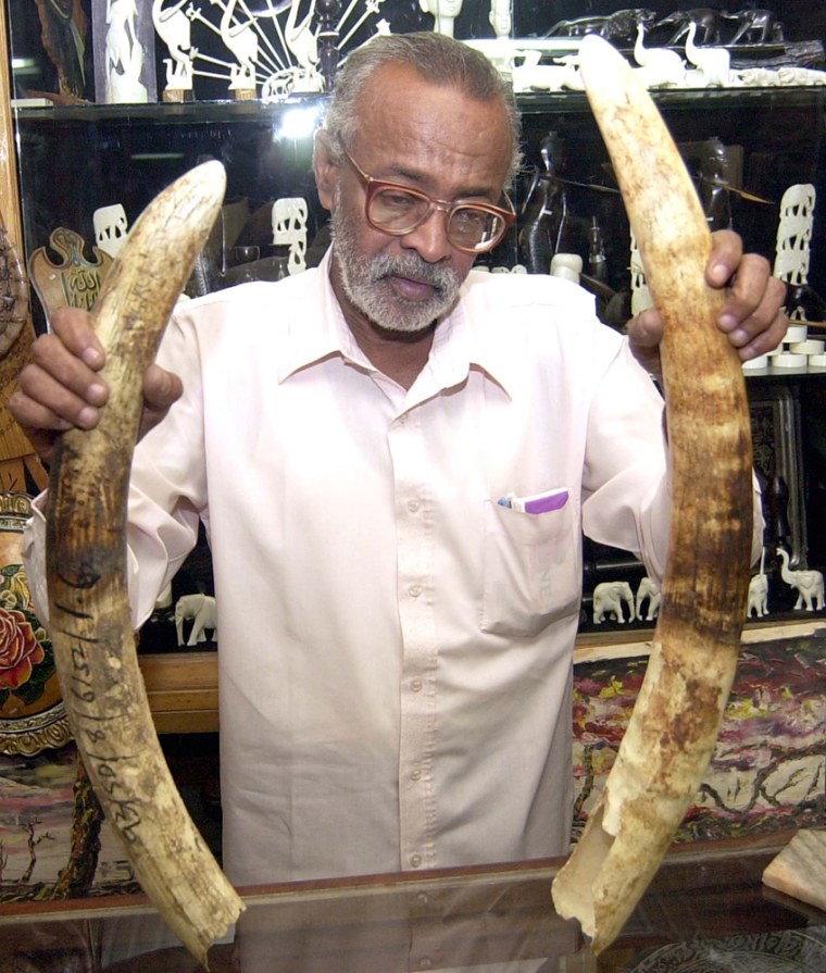 Gamal Osman, an artisan in Khartoum, Sudan, shows elephant tusks from which he makes ornaments. 