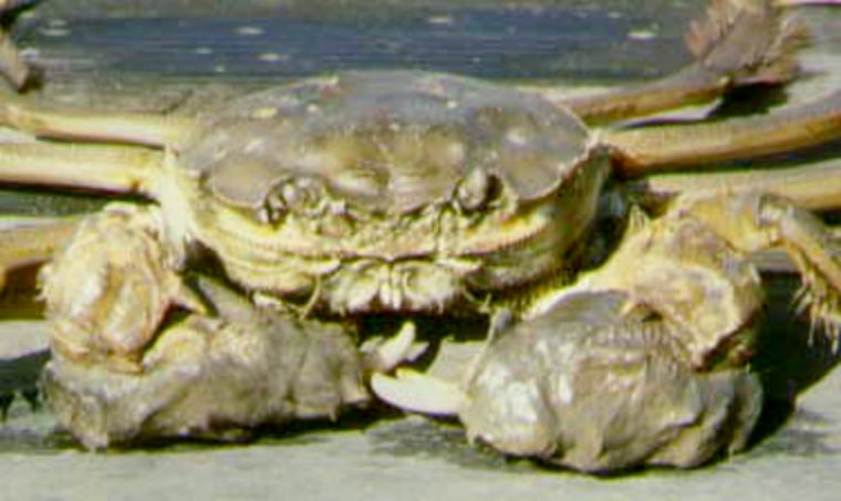 Chinese mitten crabs like this one have invaded San Francisco Bay, having entered via ballast water dumped there by foreign ships. They clog irrigation and drinking water pipes while crowding out native species.