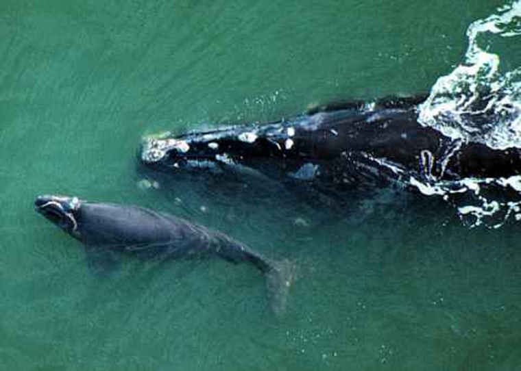 A North Atlantic right whale is seen with her calf in this 1999 photo. The species' population is slowly improving, especially with this season's newborns.