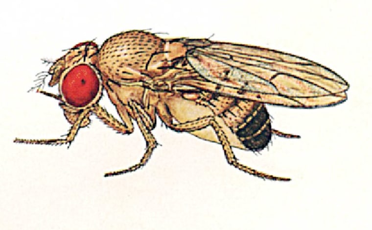 Fruit flies like the one depicted in this illustration were outfitted with biological switches that activated specific neurons.
