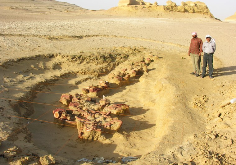 Whale fossil found in Egyptian desert