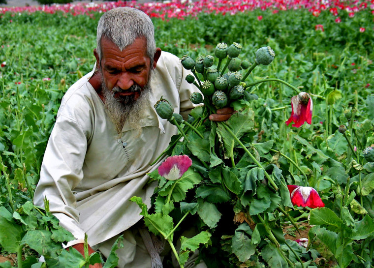 AFGHAN FARMER