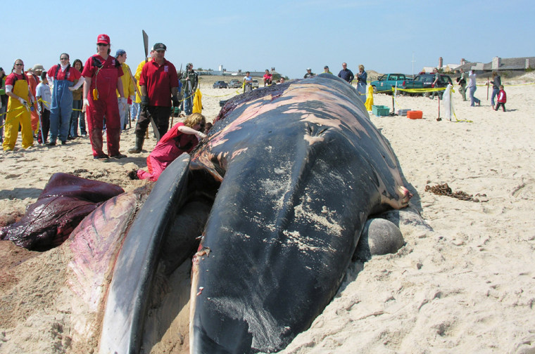 Biologist Julika Wocial, center left, reaches into a dead whale on a beach in Southampton, N.Y., earlier this month as she performs a necropsy on the giant mammal. Her team concluded the whale probably died from blows caused by a collision with a ship.