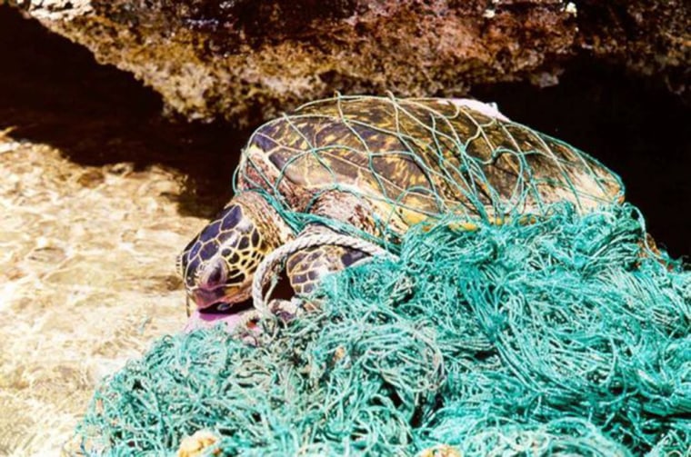 Turtle entangled in a fishing net.