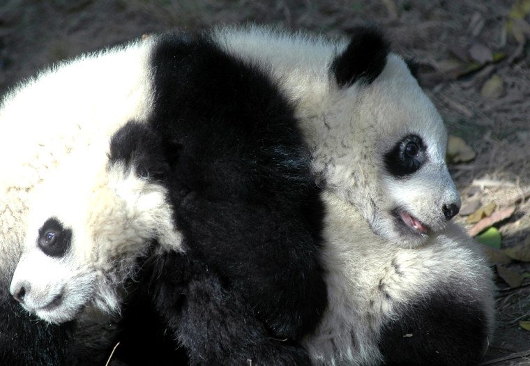 Two young giant pandas play at breeding centre in Chengdu, southwest of China