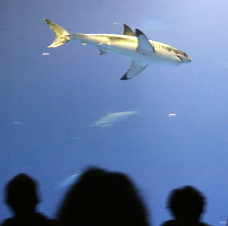 The great white shark at the Monterey Bay Aquarium, seen in October 2004 shortly after arriving.