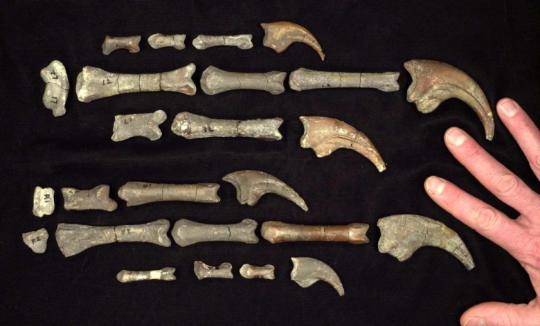 In this picture provided by the Utah Geological Survey, Assembled from the bones of various individuals, this photo shows the fossil forearms and claws of the newly discovered dinosaur Falcarius utahensis compared with a human hand. Paleontologists say the small, 4.5-foot-tall dinosaur lived 125 million years ago and represents a missing link between earlier carnivores and later herbivores. (AP Photo/Utah Geological Survey, Don DeBlieux)