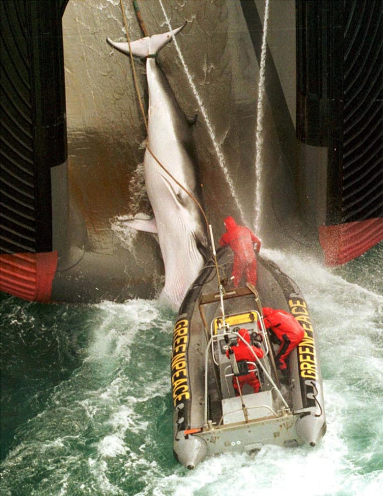GREENPEACE ACTICISTS ATTEMP TO PREVENT TRANSFER OF RECENTLY KILLED WHALE