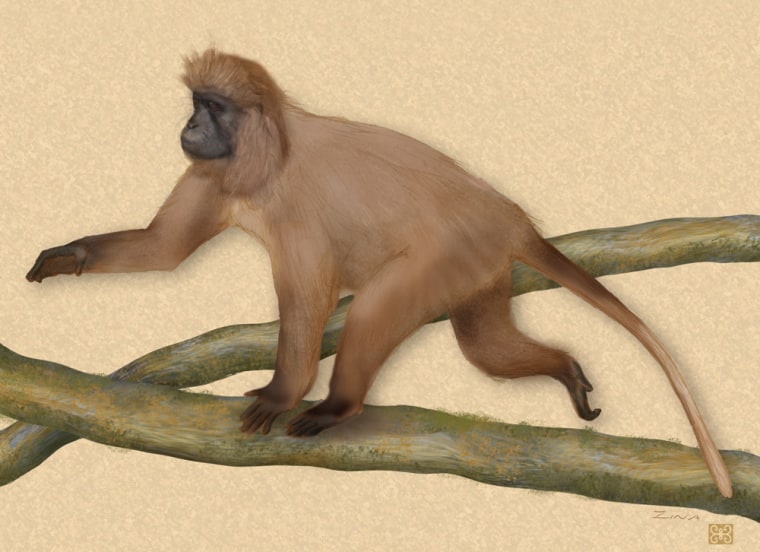 Full-body view of Lophocebus kipunji Ehardt et al. 2005 sp. nov. Note broad, upright crest on head, non-contrasting eyelids, long fur, coat color, lighter area on chest and distal tail, as well as characteristic tail
carriage. Artist's reconstruction from research video taken in Ndundulu Forest of Udzungwa Mountains, and in the Southern Highlands, Tanzania, by C. L. Ehardt.